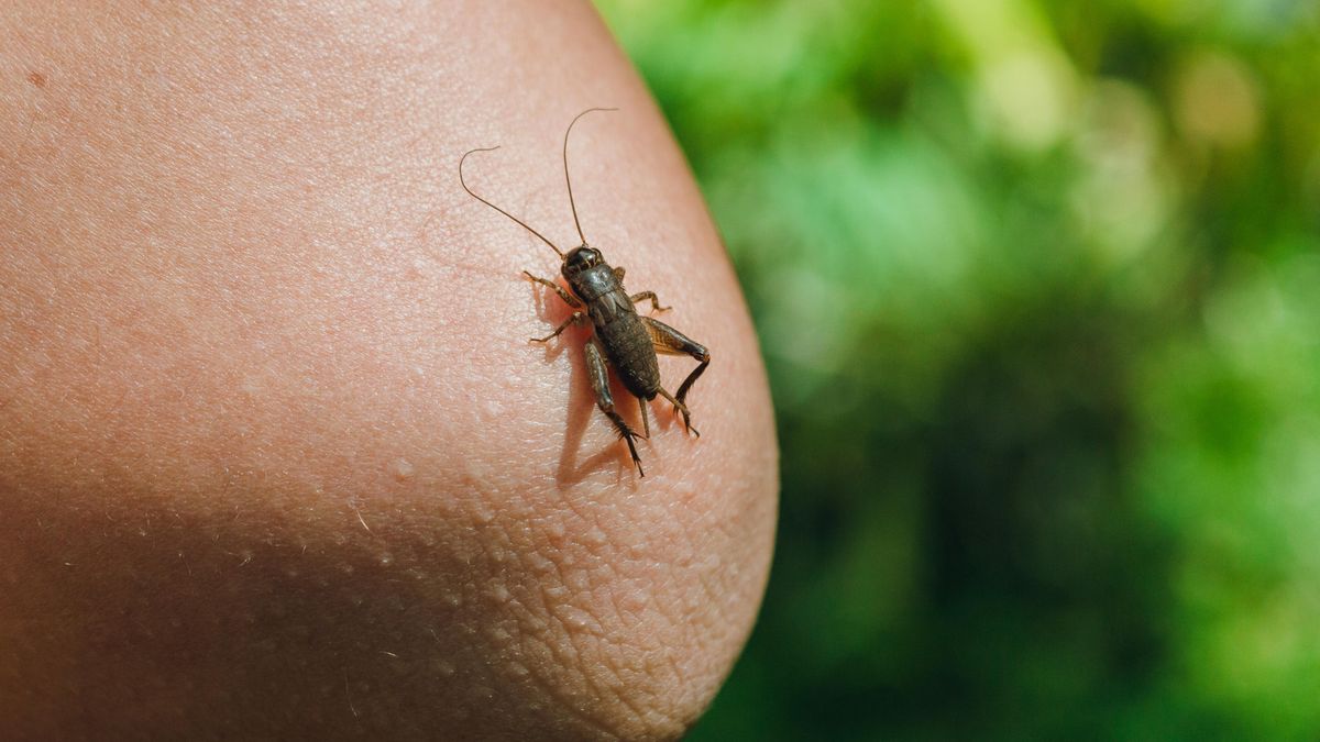 Někdo mi stále zvoní na zvonek, volala žena z Paskova. Policisté tam našli škvora